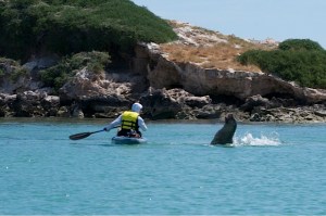 Kayakers can get up close to curious Australian sea lions.©Summer Wilms 2014