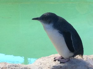 A little penguin at the Penguin Island Discovery Centre. ©Summer Wilms 2014
