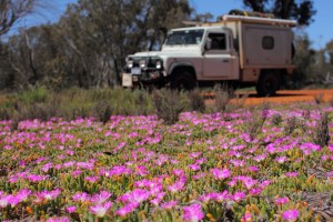 Wildflowers dominate the landscape in spring ©Gavin Foreman 2014