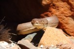 Olive Python in the Pilbara