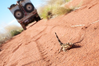 Thorny Devils are just one of many animals travelers may encounter along the Canning Stock Route.