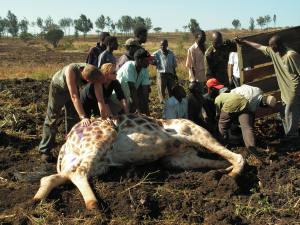 In 2007, Summer joined the wildlife service team that helped relocate 15 Rothschilde giraffe in Kenya.